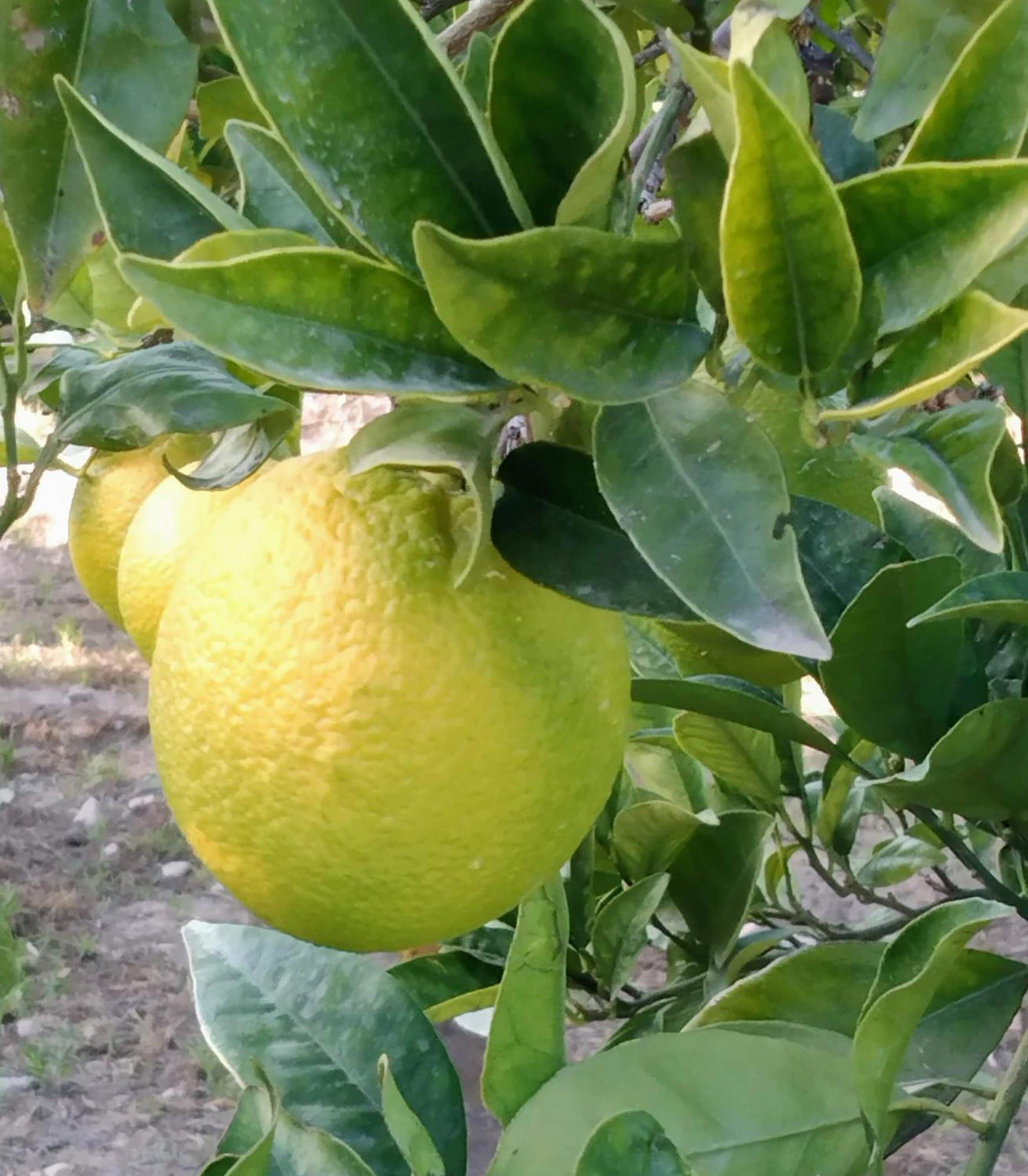 B&B La Granadilla Conchar Екстер'єр фото
