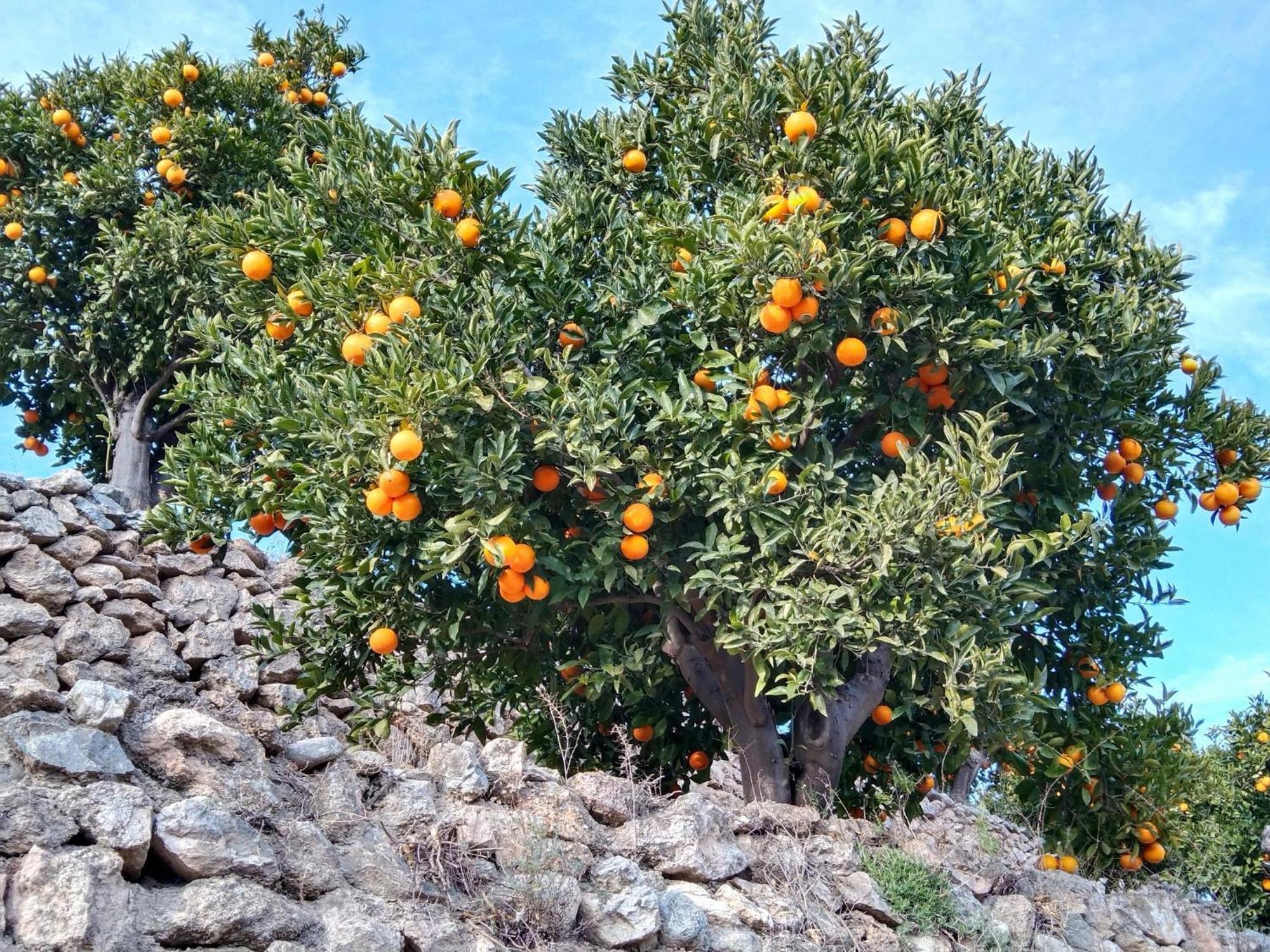 B&B La Granadilla Conchar Екстер'єр фото